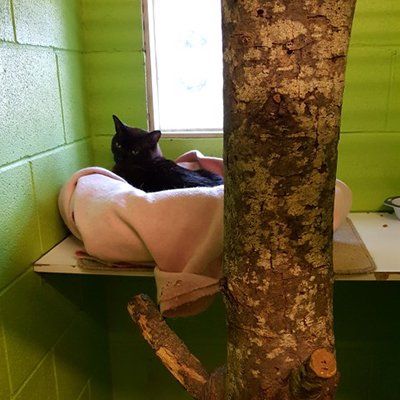 sleeping cat