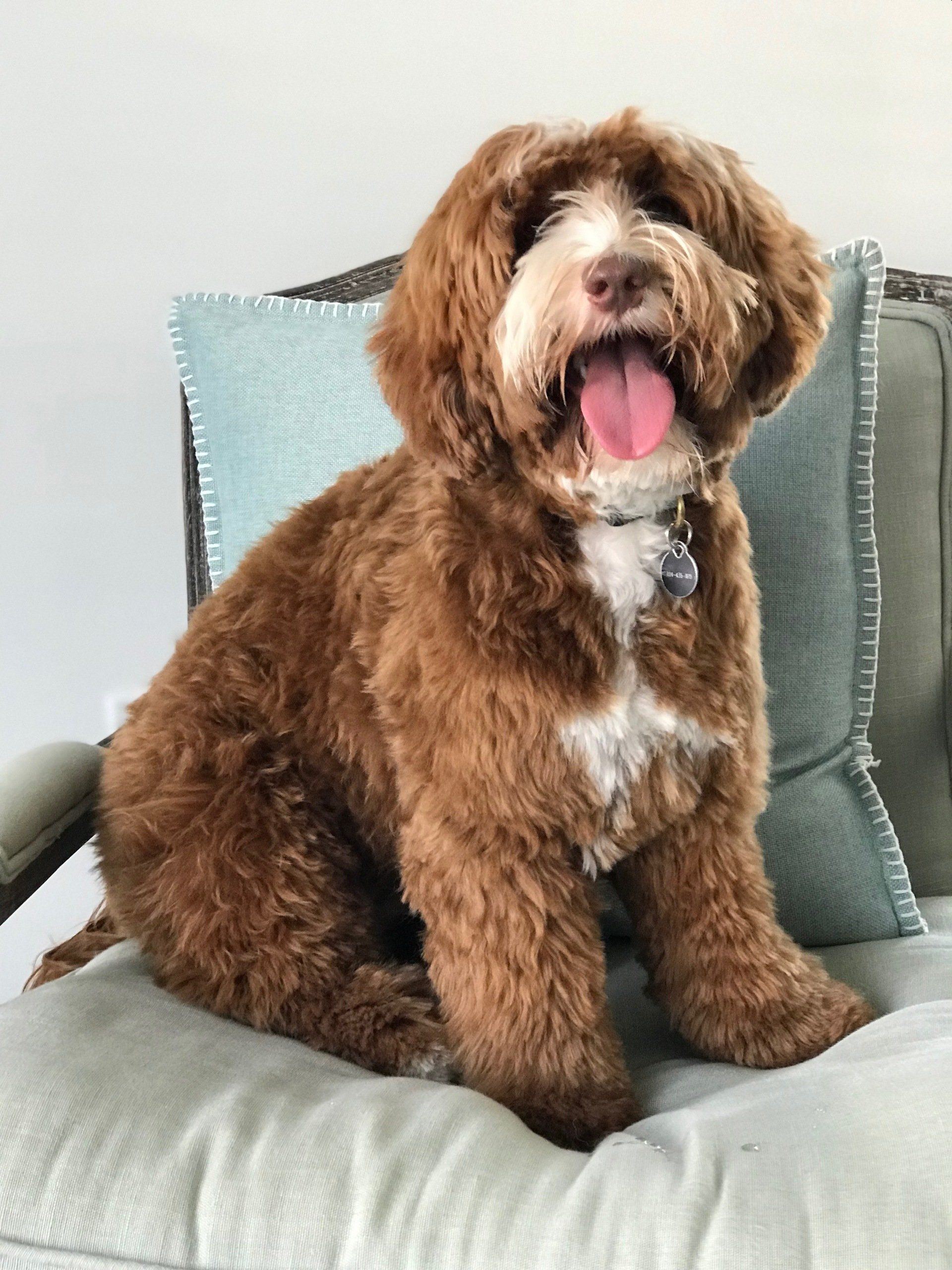 A brown and white dog is sitting on a chair with its tongue out