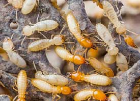 Termites — Pest Control Services in Porter County, IN Termites — Pest Control Services in Porter County, IN