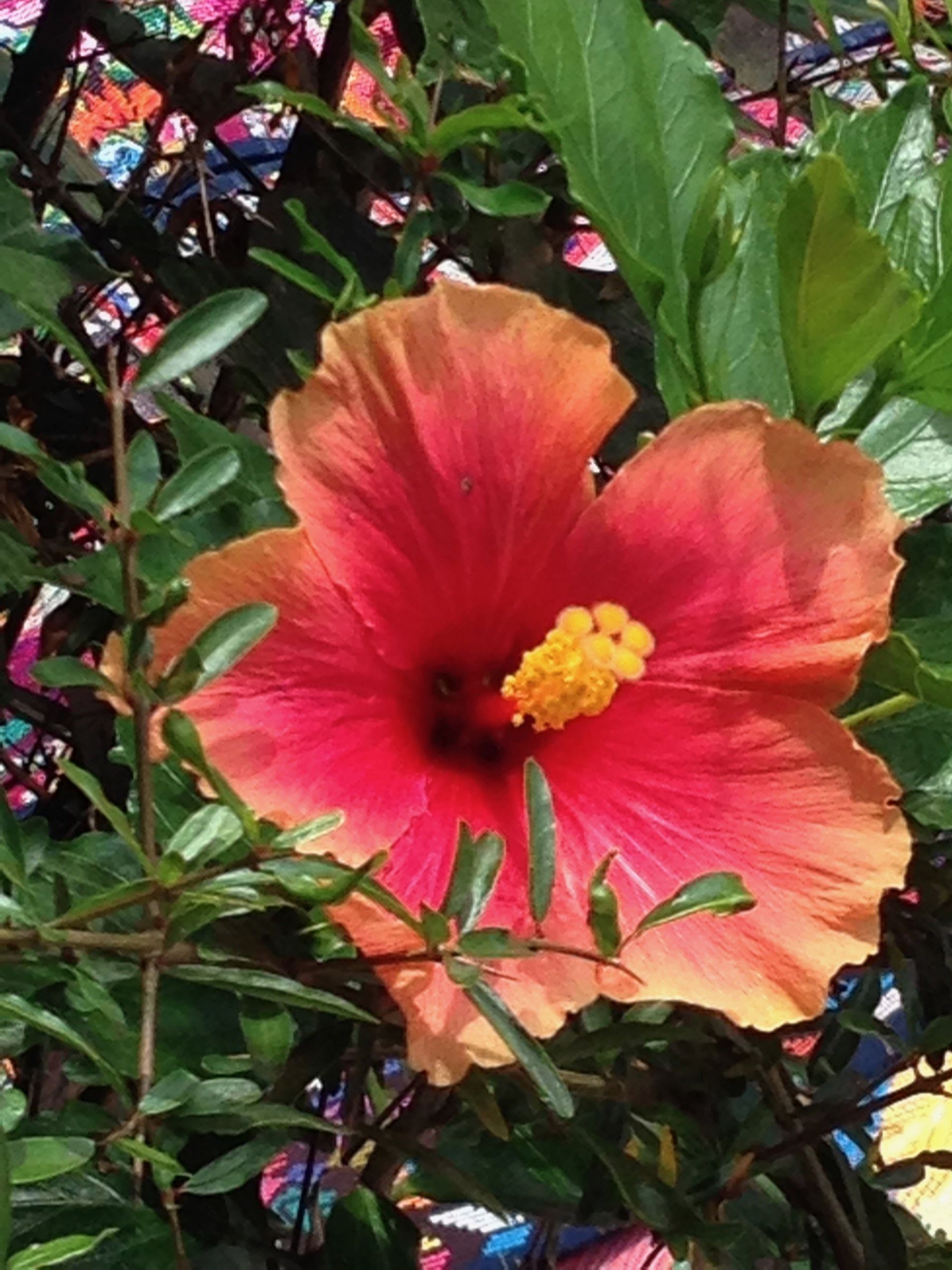 Eine Nahaufnahme einer Hibiskusblüte mit gelber Mitte