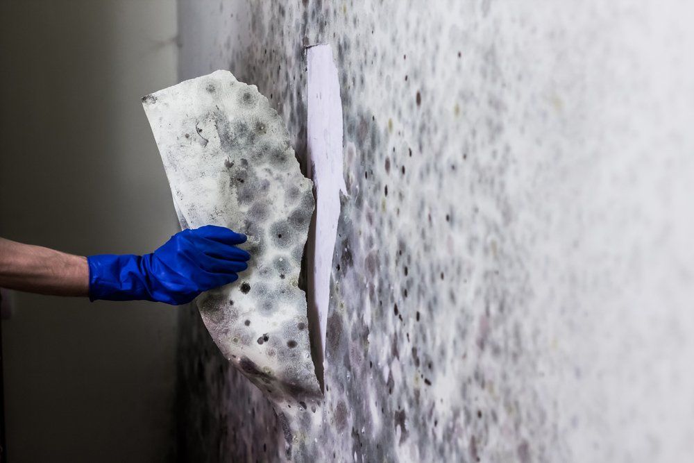 What's the Average Cost of Mold Remediation in Tuscaloosa? - Restoration 1 of Tuscaloosa