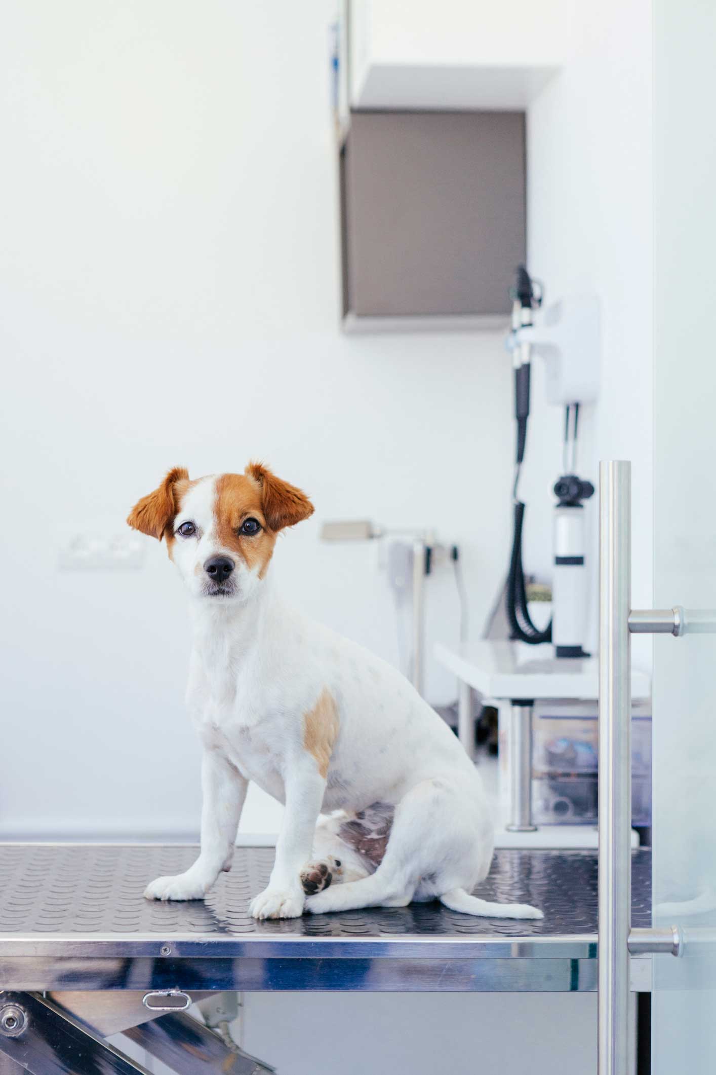 Exams — Dog In Veterinarian Clinic In Westland, MI Exams — Dog In Veterinarian Clinic In Westland, MI