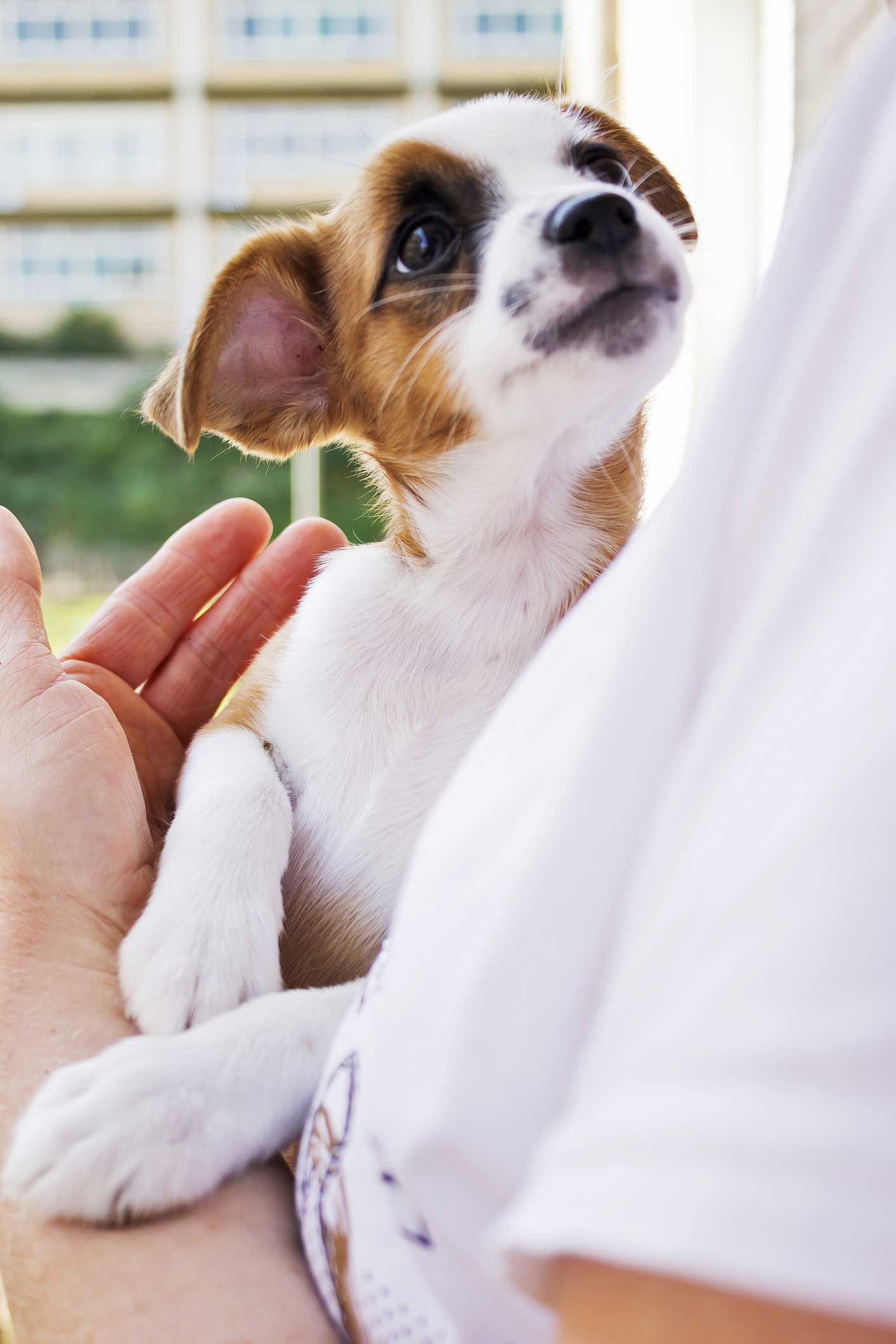 Dogs — Customer Carrying A Dog In Westland, MI