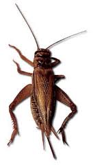 Crickets — Pest Extermination in Parlin, NJ Crickets — Pest Extermination in Parlin, NJ
