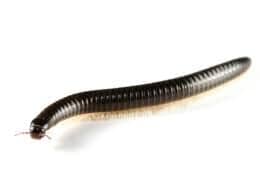 Milipedes — Pest Extermination in Parlin, NJ Milipedes — Pest Extermination in Parlin, NJ