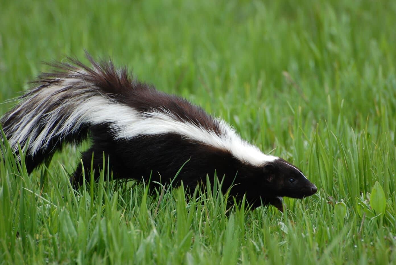 Wild Life — Wildlife Removal Service in Parlin, NJ