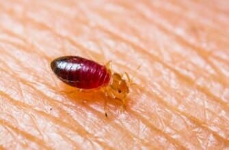 Bed Bugs — Residential Pest Control in Parlin, NJ Bed Bugs — Residential Pest Control in Parlin, NJ