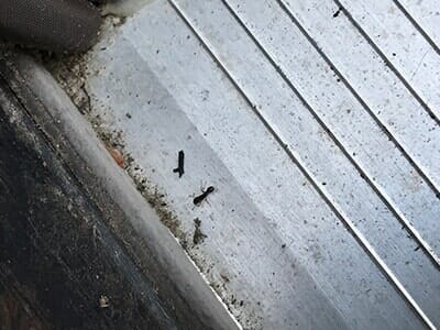 Carpenter Ants — Licensed Exterminators in Parlin, NJ