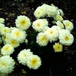 fiori per funerali