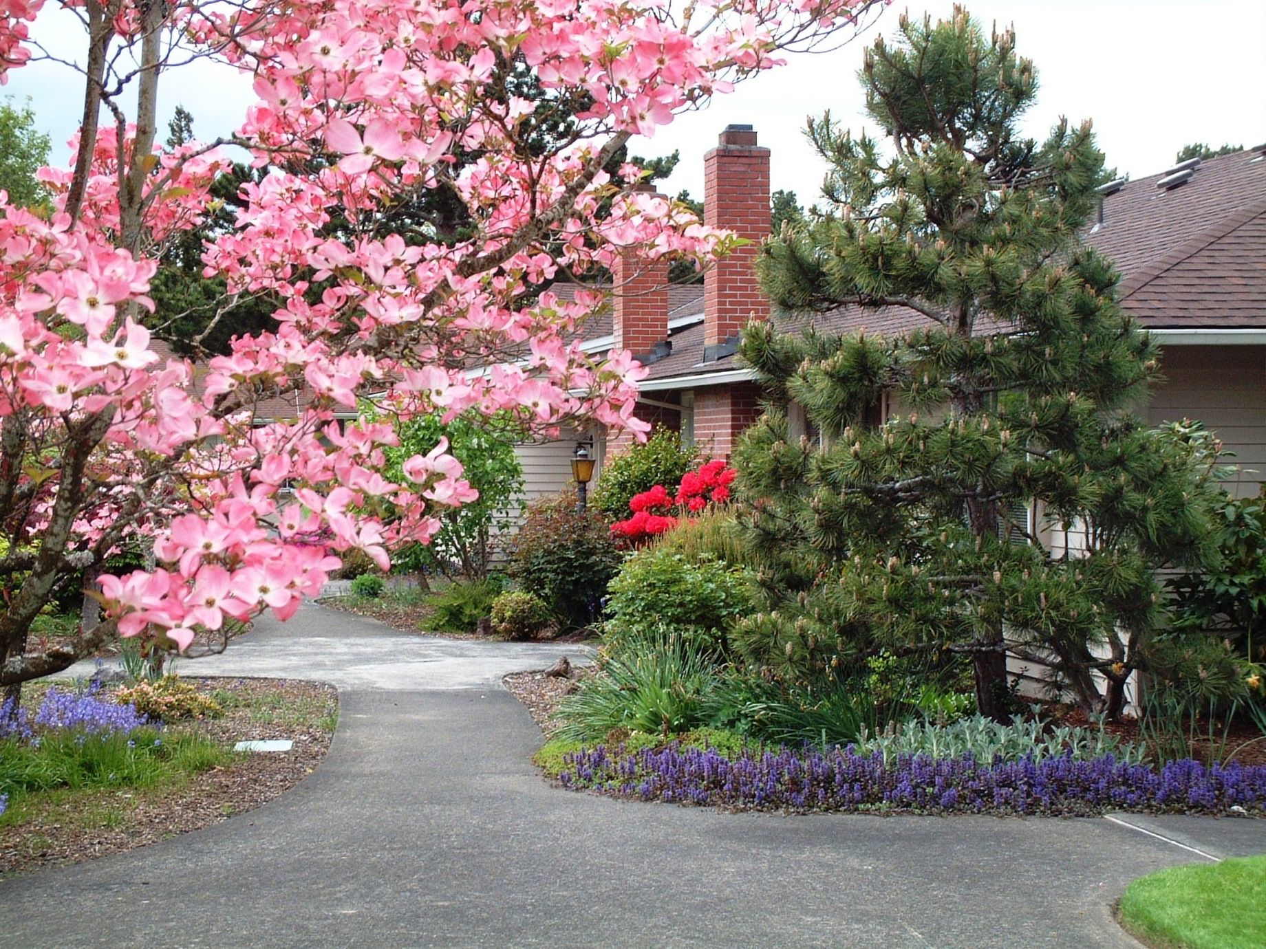 A driveway leading to a house with pink flowers on the trees