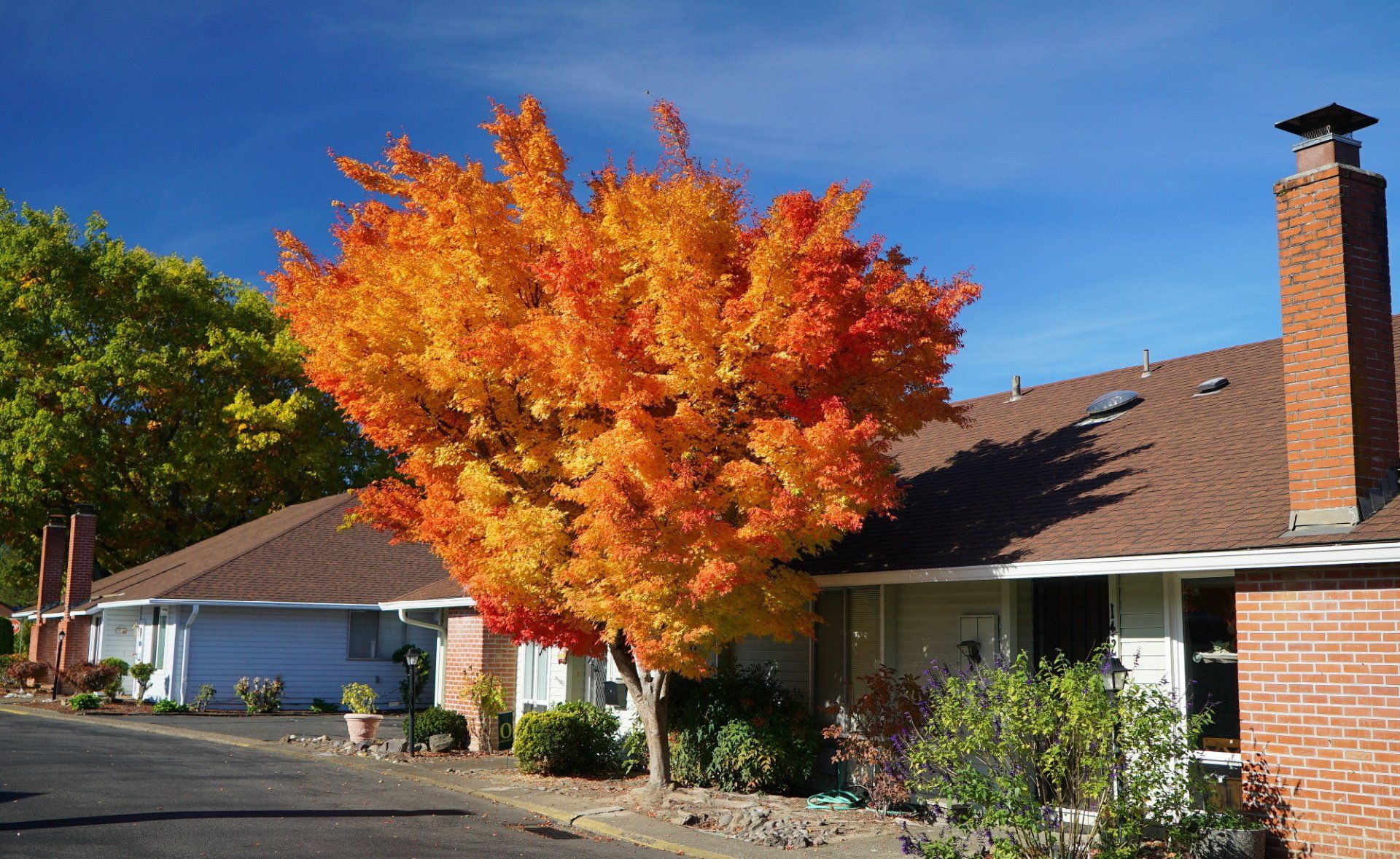A tree with orange leaves is in front of a house