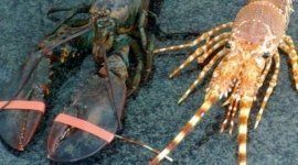 crostacei