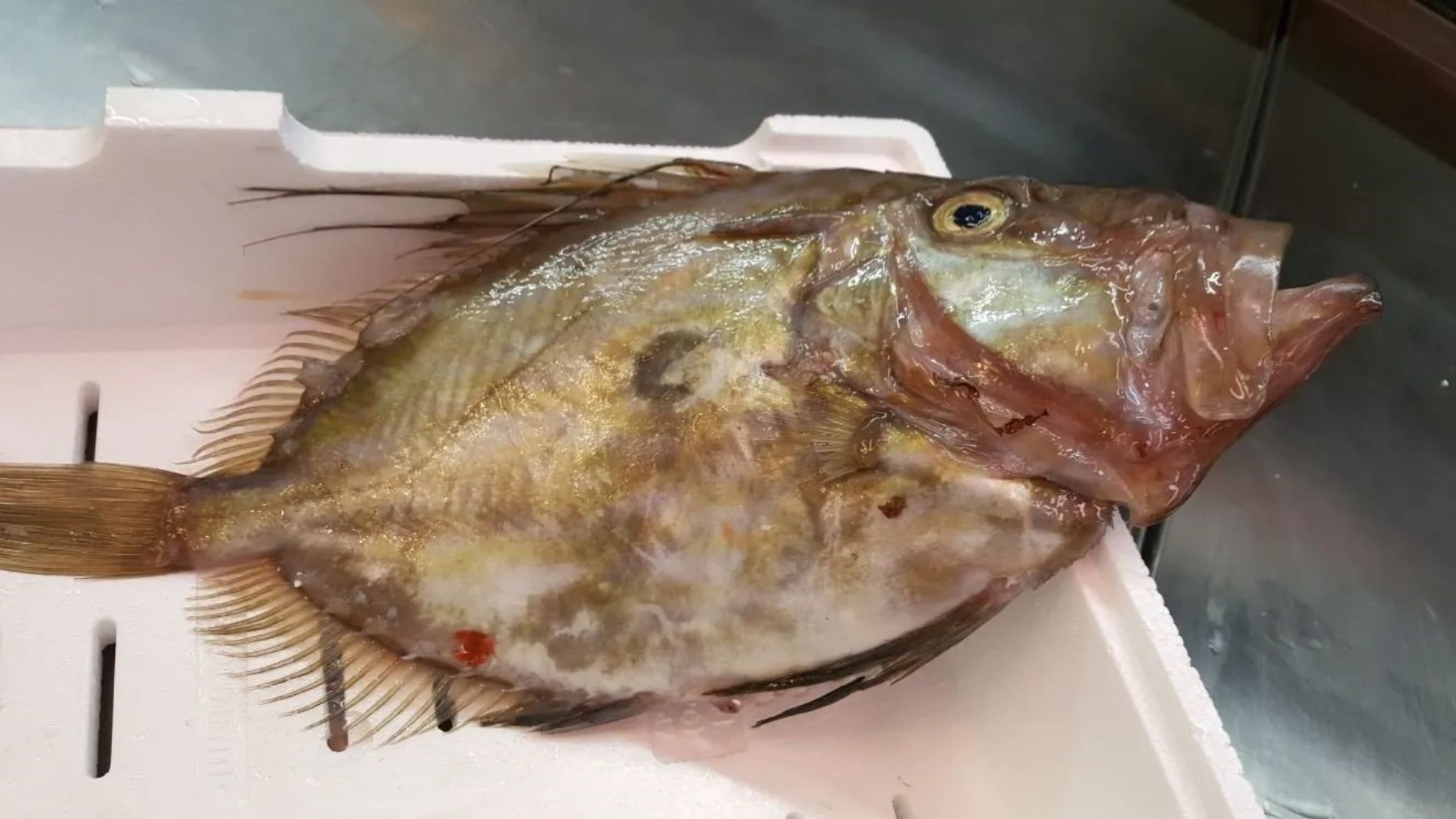 pesce crudo