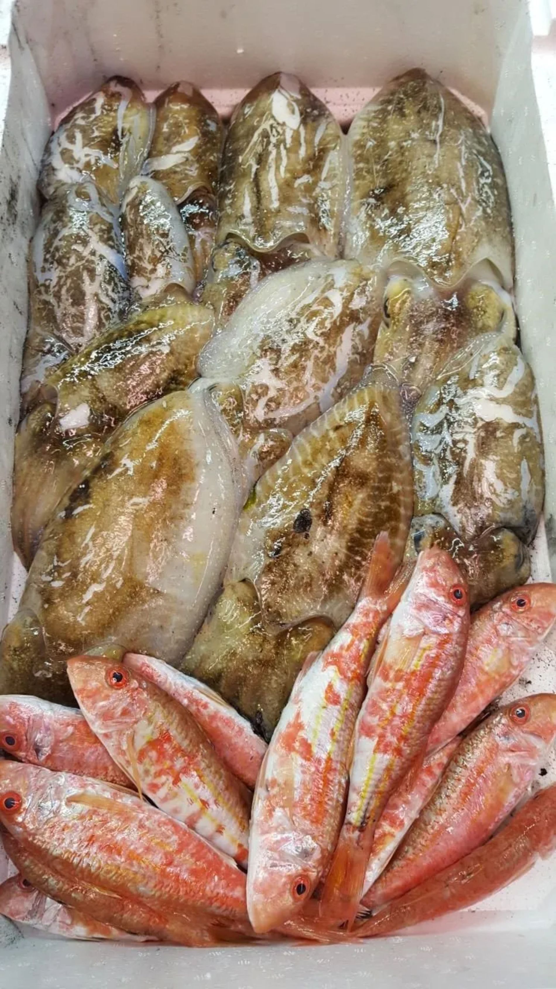 vassoio di pesce fresco