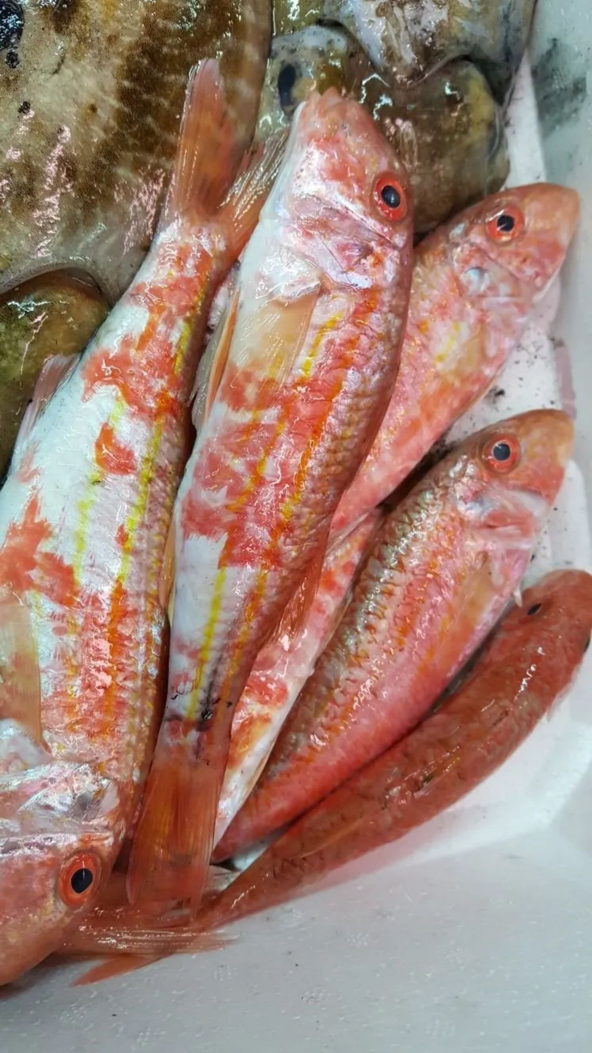 vendita di pesce