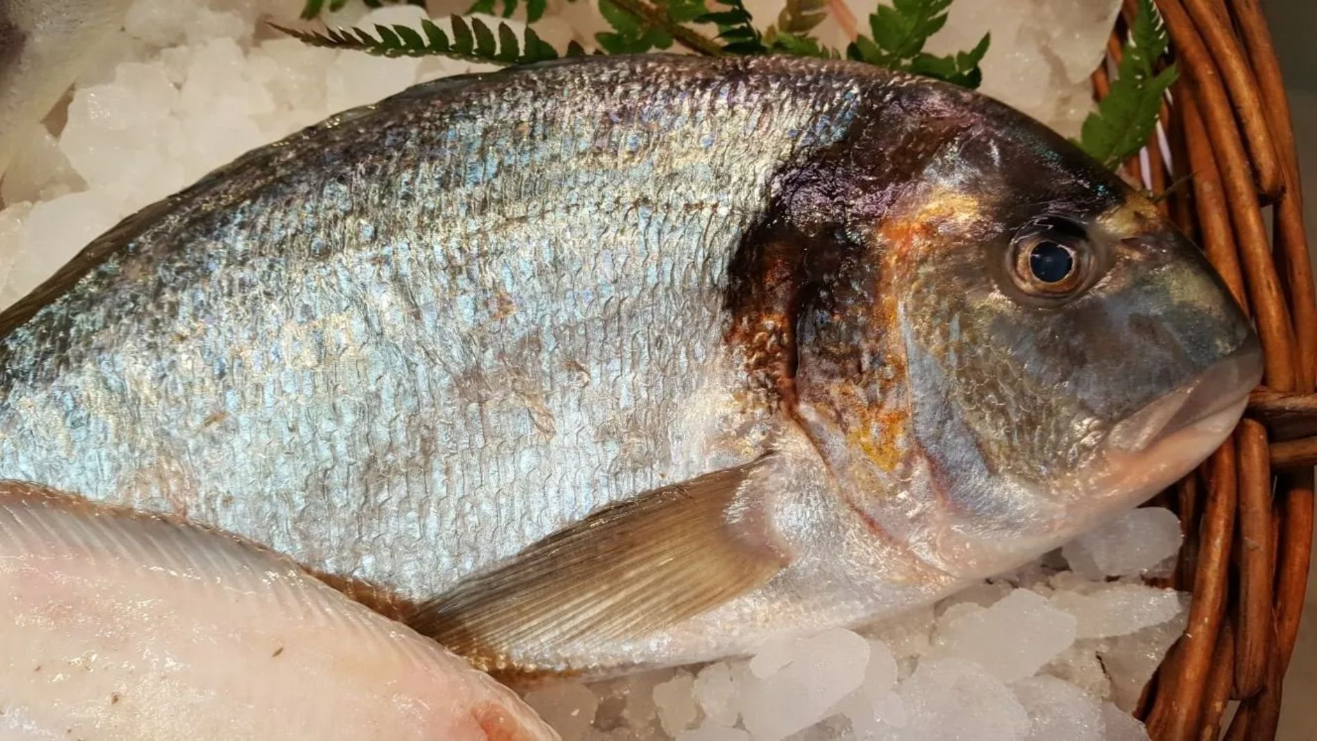 pesce della pescheria