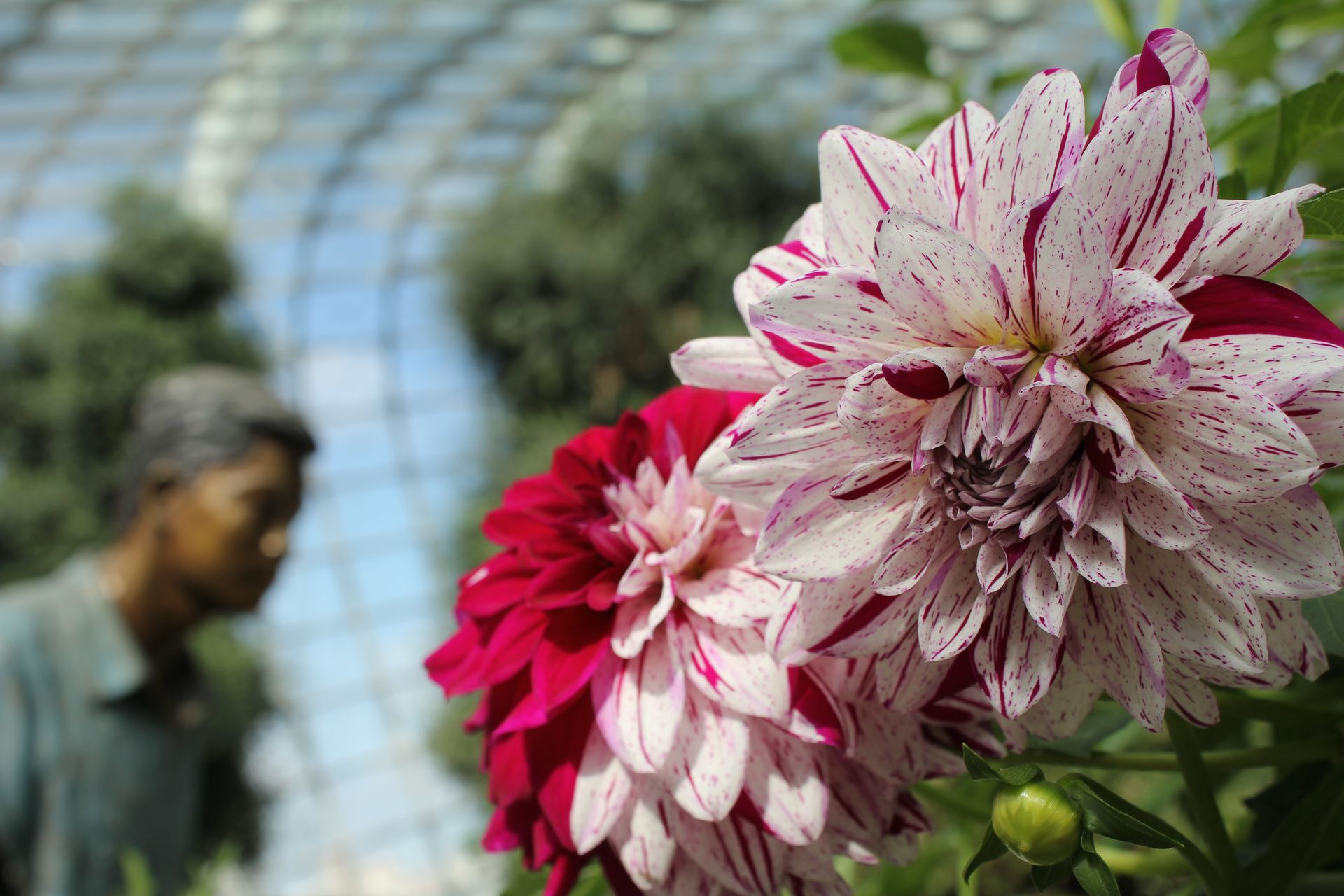 Flower Dome