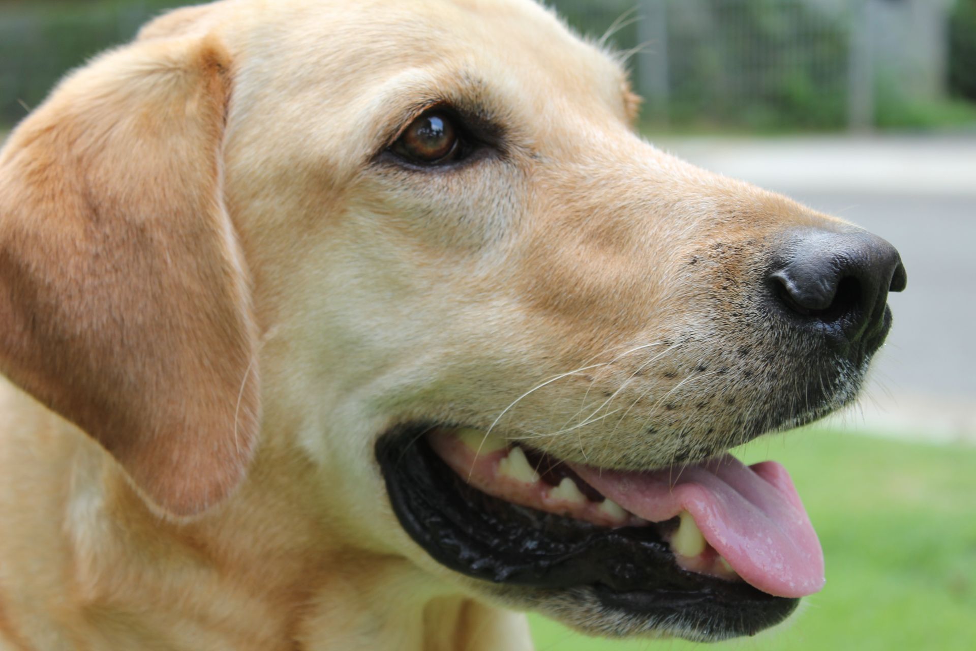 Friendly Dog