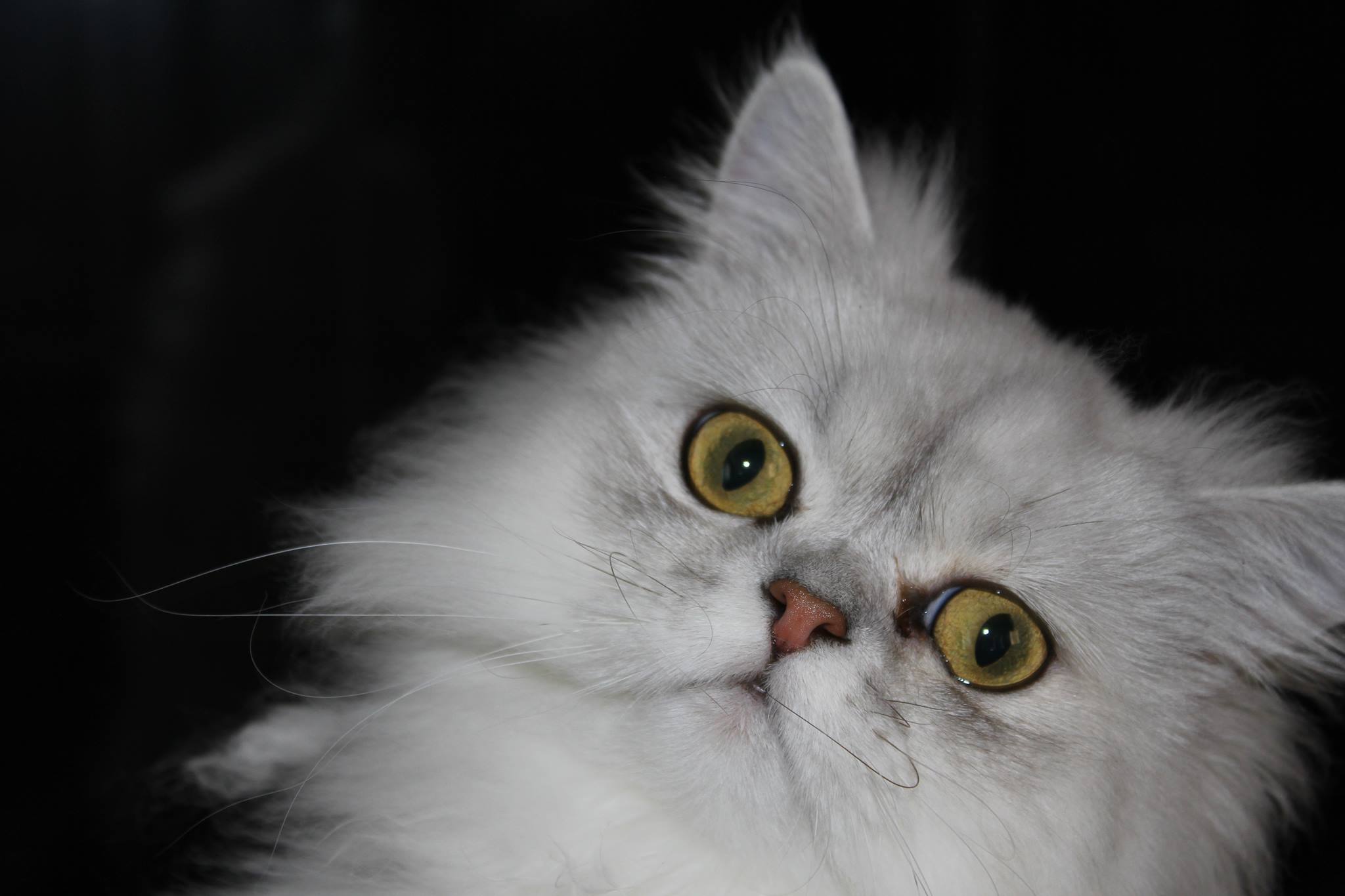 Persian Cat