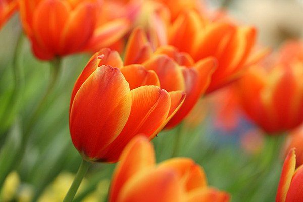 Send Flowers