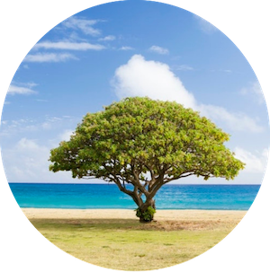 Memorial Tree Near Ocean Shoreline