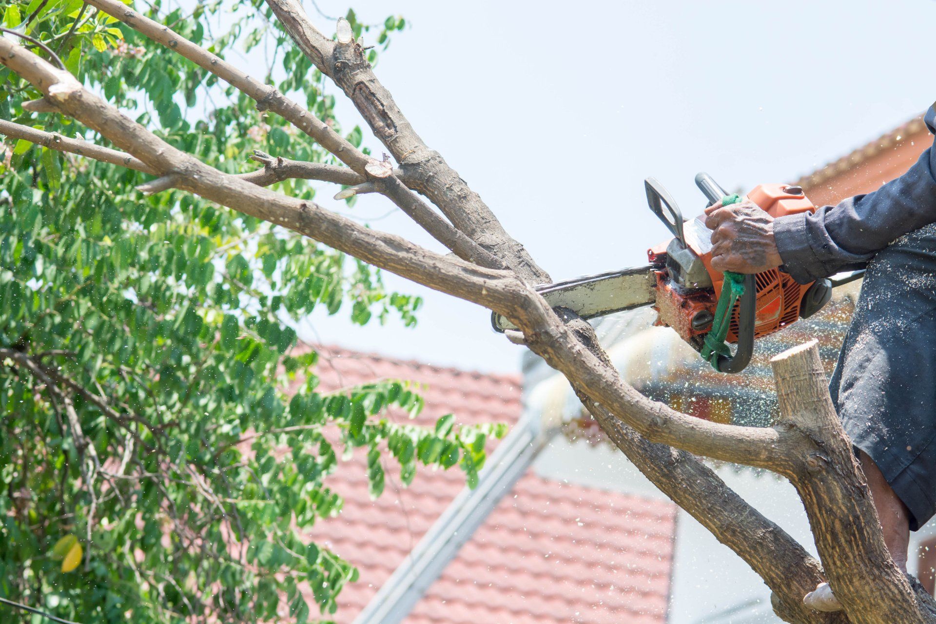 North Florida Tree Service