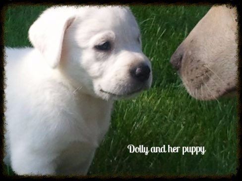 A labrador retriever in the sunset from a dog breeder in Grabill, IN