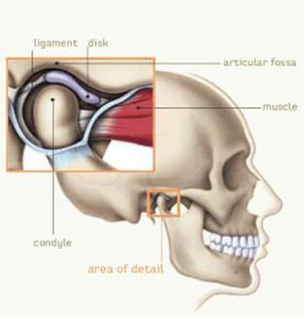 Side-view skull diagram with a zoomed inset of the jaw joint, labeled ligaments, disk, articular fossa, muscle, and condyle