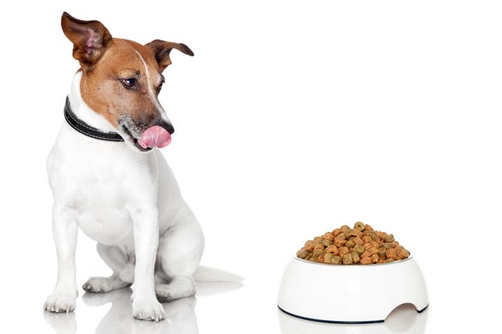 cane con ciotola di croccantini