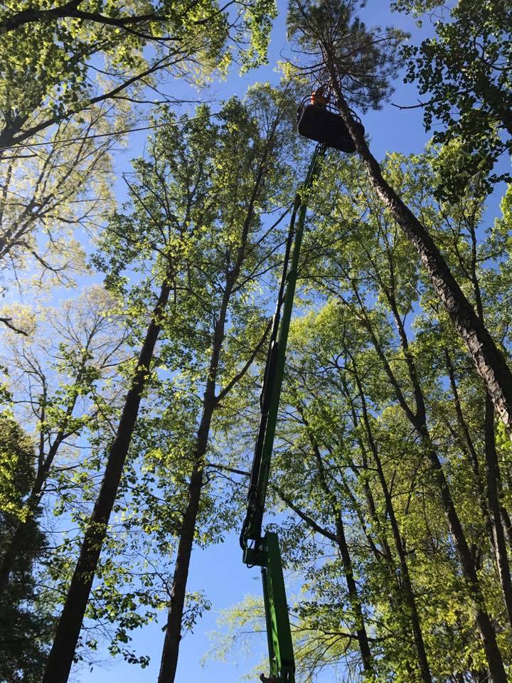 Green tree trimming lift extends towards tall trees in a forest. A person is in the bucket. Blue sky.