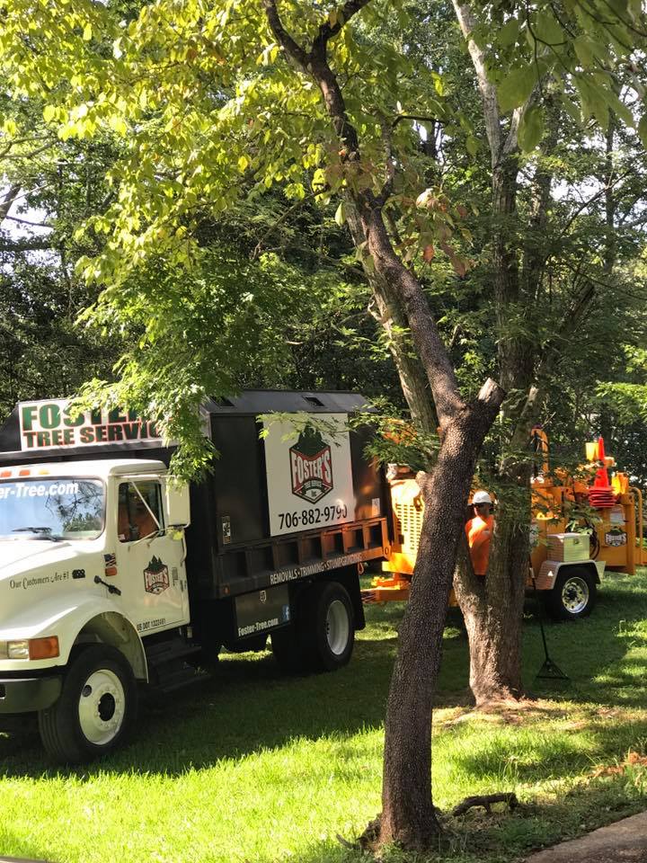 Tree service trucks and crew trimming a tree on a sunny day.
