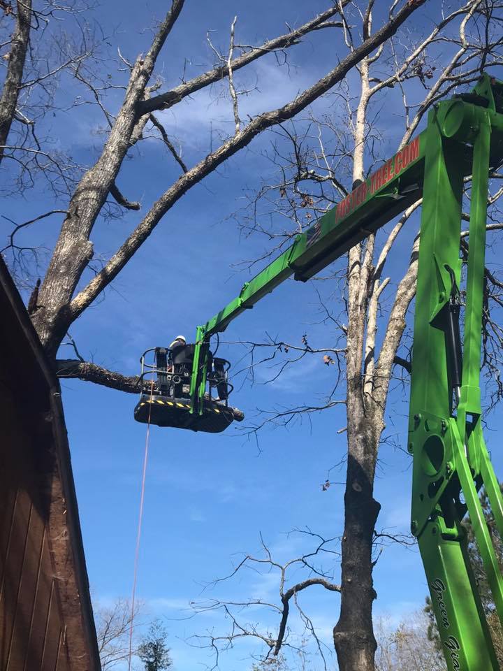 Green lift with workers trimming a tall tree against a blue sky.