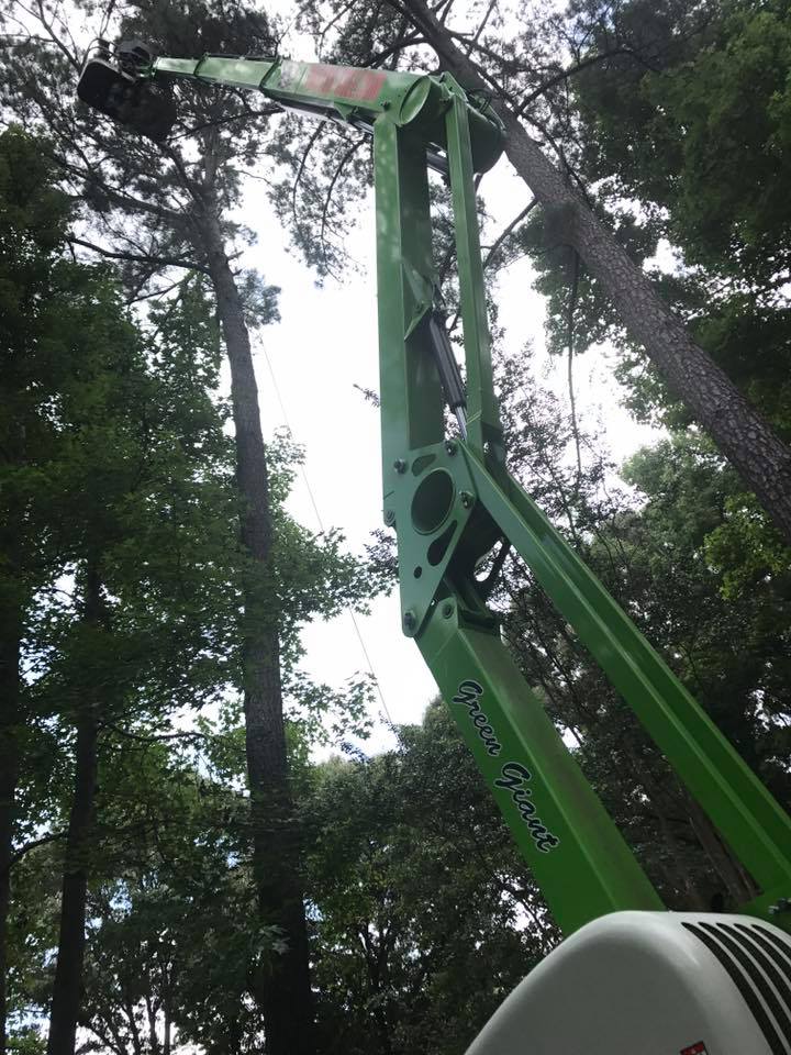 Green tree trimming lift extends towards the sky, working on a tall tree in a forest.