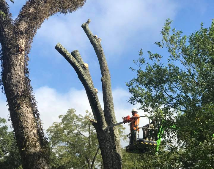 Arborist in a lift trimming a tree with a chainsaw under a blue sky.
