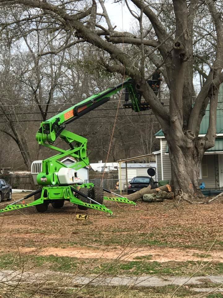 A tree trimming service uses a green lift to work on a large tree next to a house.
