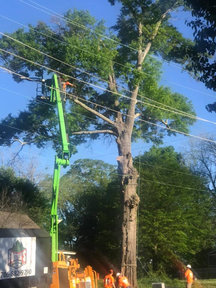 Tree trimming operation: workers in lift bucket cutting tree near power lines.