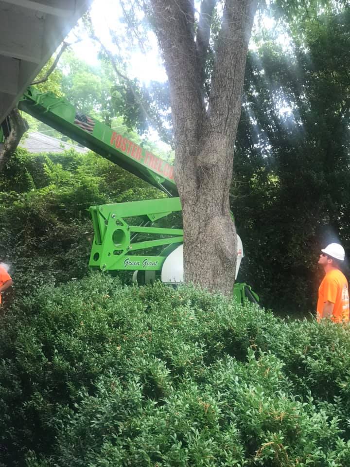 Green lift truck trims a tree next to a building. A worker in orange stands nearby.