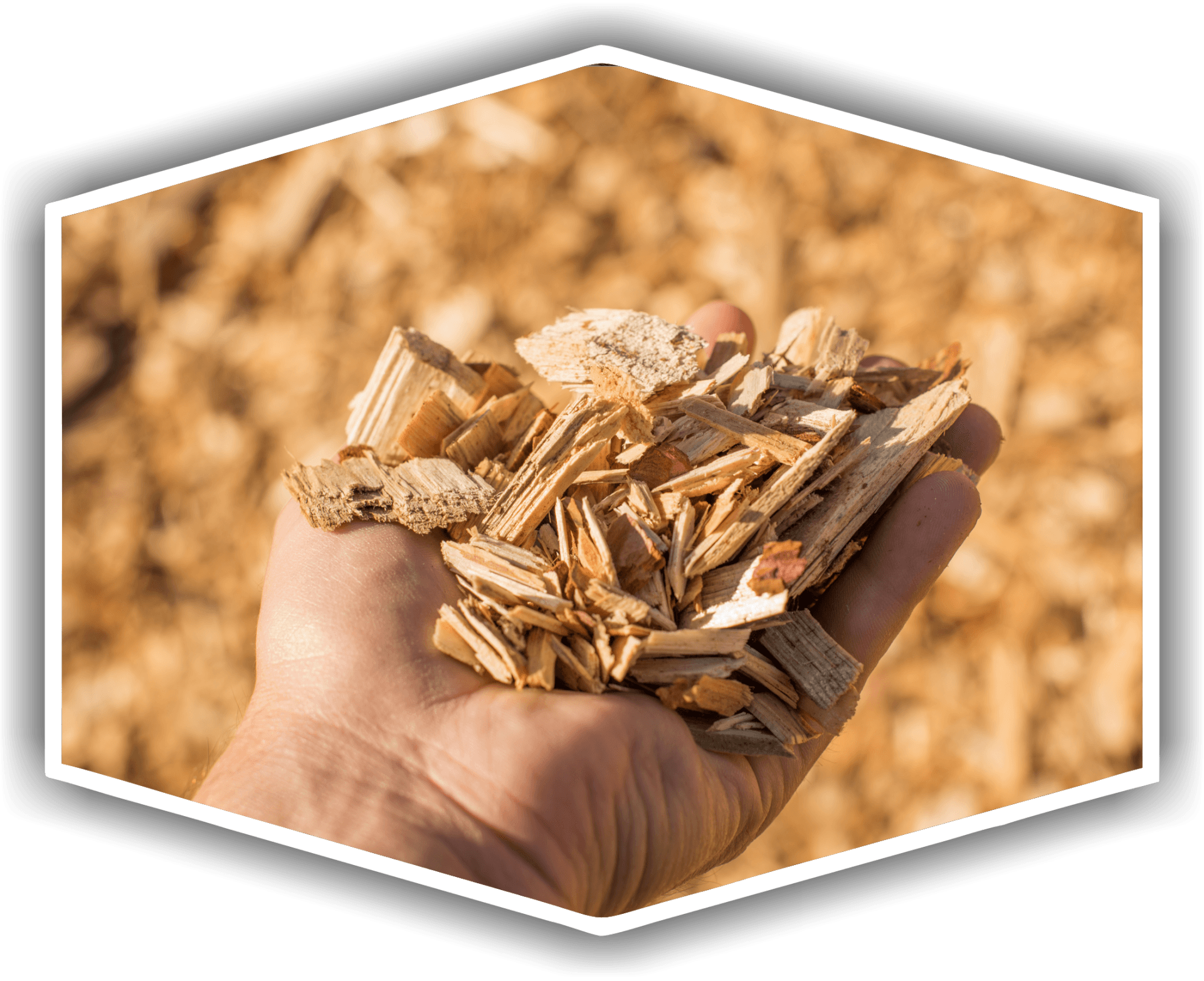 Handful of wood chips, light brown, held against a background of more wood chips, outdoors.