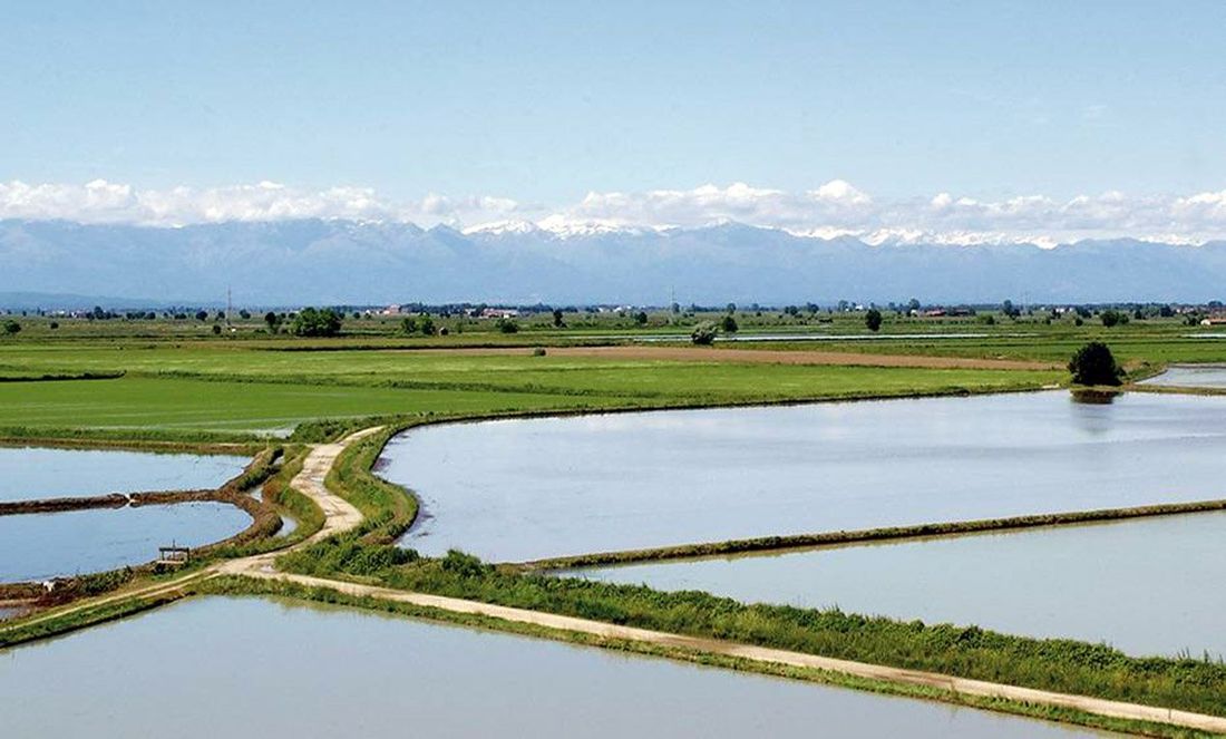 coltivazioni agricole