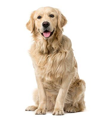 Golden Retriever Sitting — Veterinary Hospital in chesterfield, MI