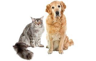 Cat and Dog — Veterinary Hospital in chesterfield, MI Cat and Dog — Veterinary Hospital in chesterfield, MI