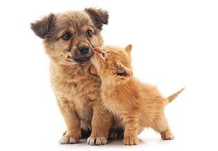 Puppy and Kitten — Veterinary Hospital in chesterfield, MI Puppy and Kitten — Veterinary Hospital in chesterfield, MI