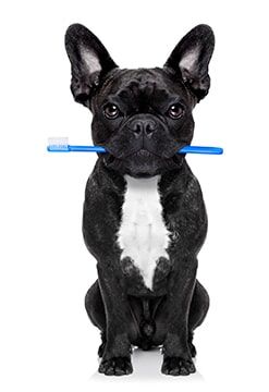 Dental Toothbrush in the Mouth of the Dog — Veterinary Hospital in chesterfield, MI Dental Toothbrush in the Mouth of the Dog — Veterinary Hospital in chesterfield, MI