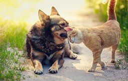 Red Cat Rubs Head Against Dog in the Yard — Veterinary Hospital in chesterfield, MI