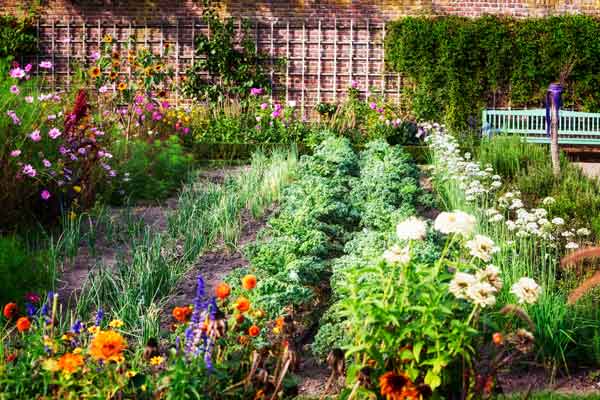 Vegetable Garden