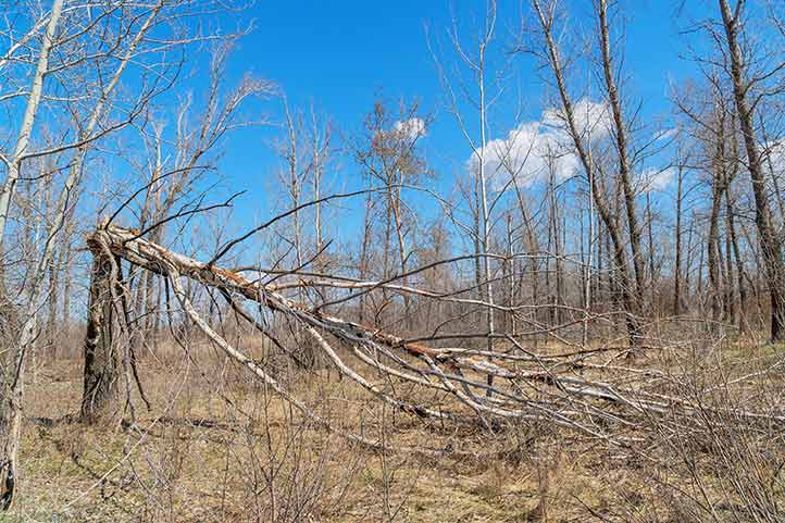 Dead Tree