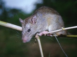 Ratto dei tetti