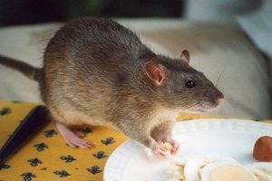 Ratto delle fogne 2