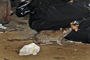 Ratto delle fogne