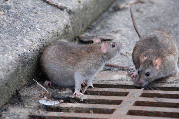 Ratto delle fogne 3